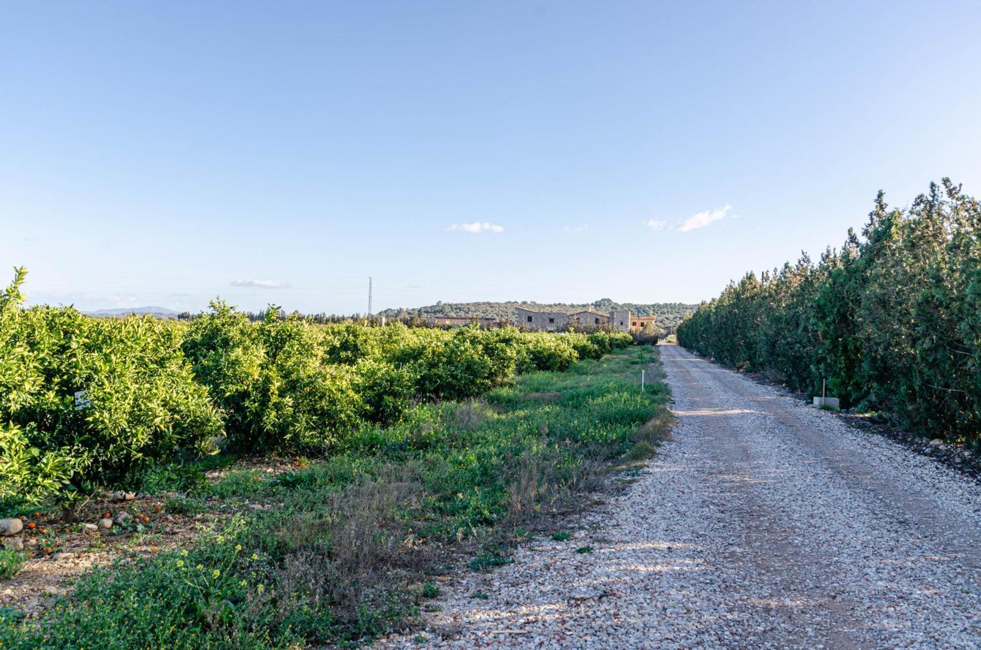El Limonar De Mallorca - Agroturismo Ballerics Exterior foto